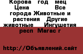 Корова 1 год 4 мец › Цена ­ 27 000 - Все города Животные и растения » Другие животные   . Ингушетия респ.,Магас г.